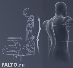 Анатомическая поддержка спины