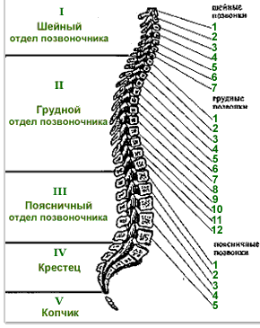 отделы позвоночника